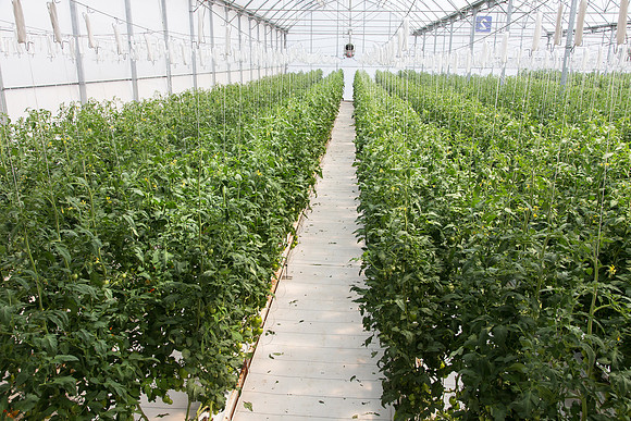 Tomato_4179_MX_0069