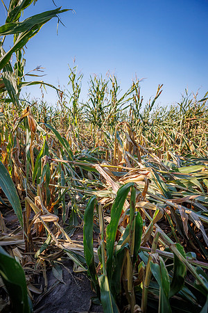 ShortCorn_LibertyILK_cdp_47