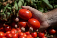 Tomato_SV0599TM_CA_00014
