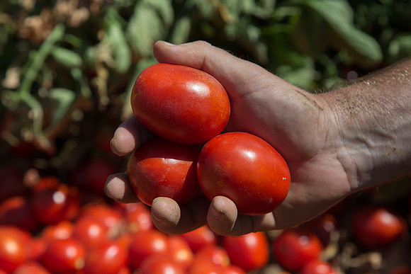 Tomato_SV0599TM_CA_00014