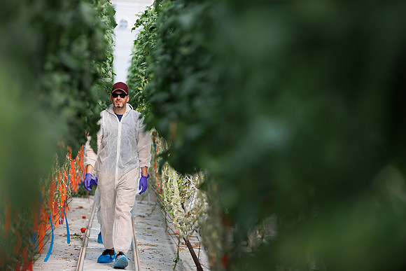 Tomato_DeRuiter_Kingsville_2022_603