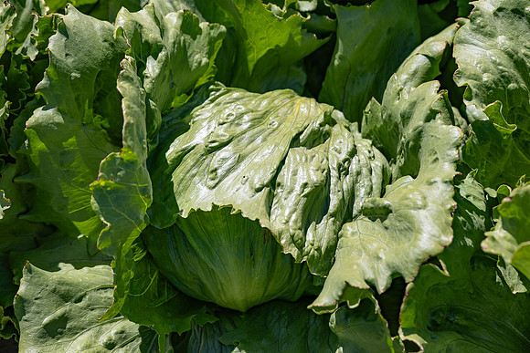 Moneyball_Lettuce_116