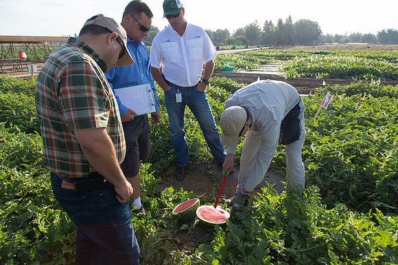 Watermelon_SV3105WA_CA_0017