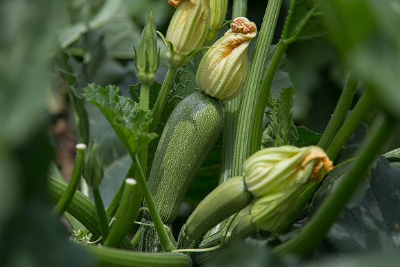 Squash_Adelita_MX_0004