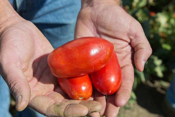 Tomato_SV2849TM_CA_00006