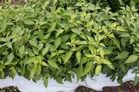 HotPepper_SV5633HT_MX_0007