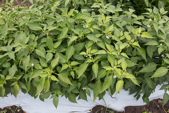 HotPepper_SV5633HT_MX_0007