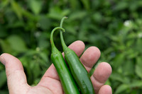 HotPepper_SV5633HT_MX_0010