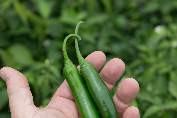 HotPepper_SV5633HT_MX_0010