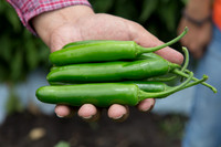 HotPepper_SV5633HT_MX_0015