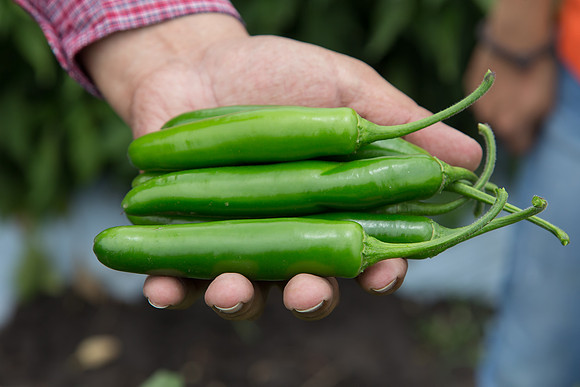HotPepper_SV5633HT_MX_0015