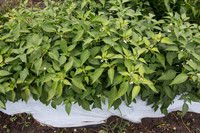 HotPepper_SV5633HT_MX_0009