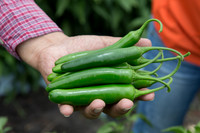 HotPepper_SV5633HT_MX_0018