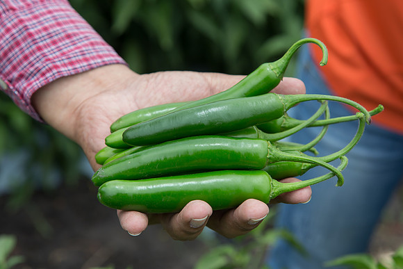 HotPepper_SV5633HT_MX_0018