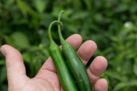 HotPepper_SV5633HT_MX_0014