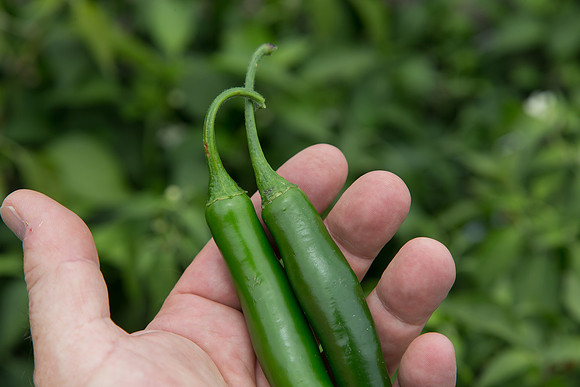 HotPepper_SV5633HT_MX_0014