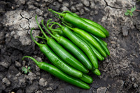 HotPepper_SV5633HT_MX_0028