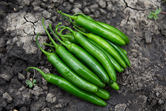HotPepper_SV5633HT_MX_0028