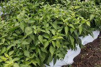 HotPepper_SV5633HT_MX_0003