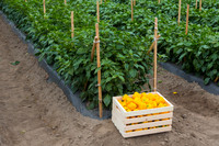 SweetPeppers_SVPS0864_CA_0068