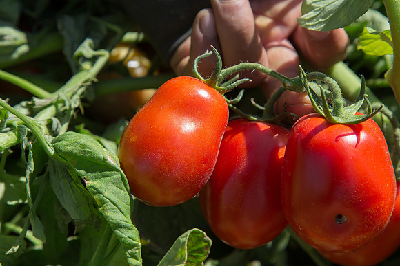 Tomato_SV2756TM_CA_00068