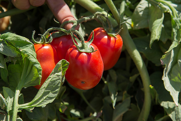 Tomato_SV2756TM_CA_00063