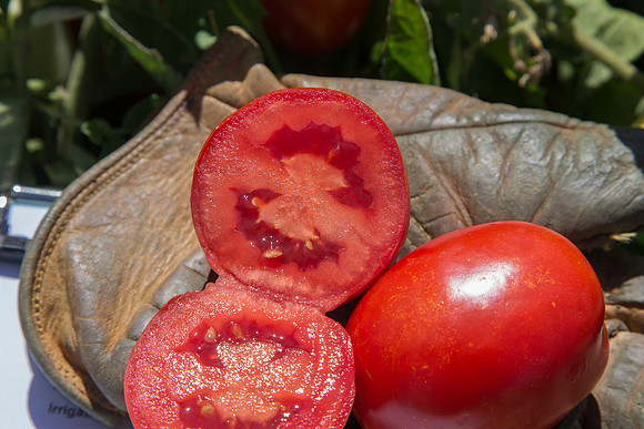 Tomato_SV2756TM_CA_00054
