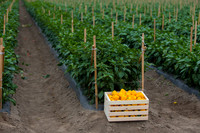 SweetPeppers_SVPS0864_CA_0079
