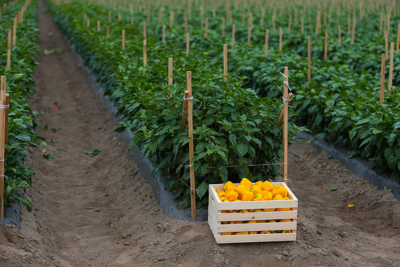 SweetPeppers_SVPS0864_CA_0079
