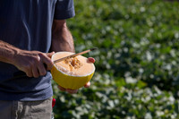 Melon_SV7484MA_CA_0010