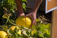 Melon_SV7484MA_CA_0008