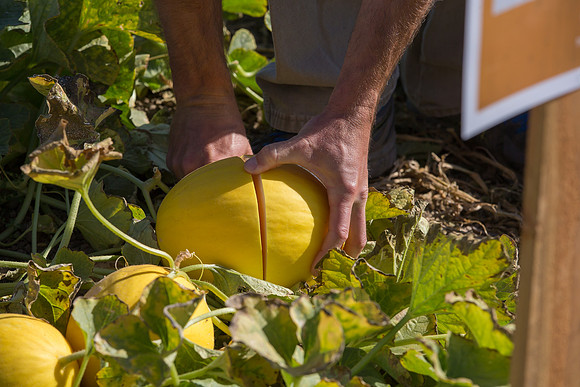 Melon_SV7484MA_CA_0008