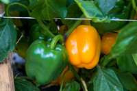 SweetPeppers_SVPS0864_CA_0004