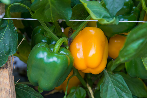 SweetPeppers_SVPS0864_CA_0004