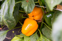 SweetPeppers_SVPS0864_CA_0002