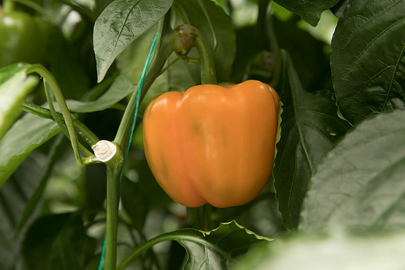 Peppers_DR3745_0014
