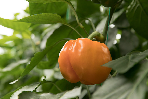 Peppers_DR3745_0030