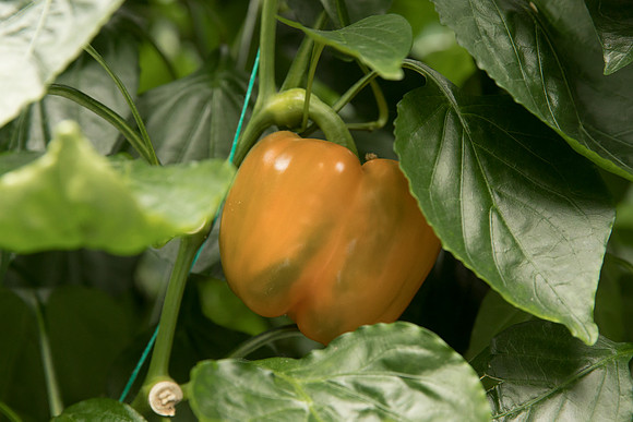 Peppers_DR3745_0008