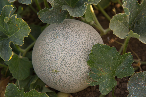 Melon_SV2998MF_CA_0007