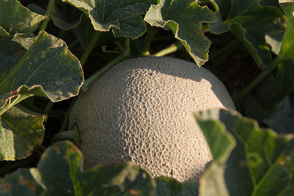 Melon_SV2998MF_CA_0017