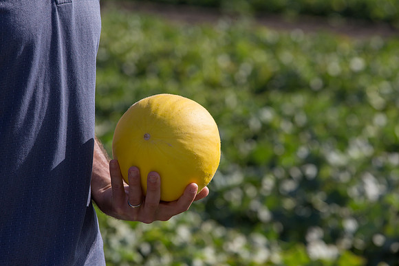 Melon_SV7484MA_CA_0002