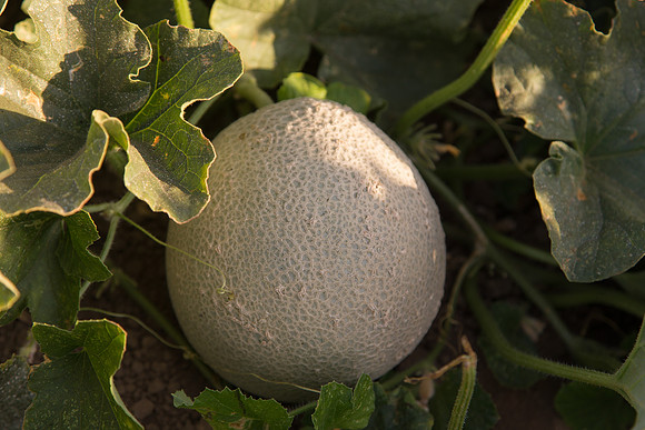 Melon_SV2998MF_CA_0002