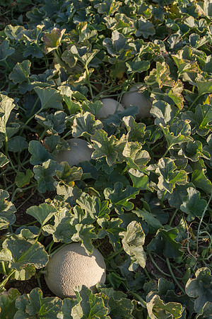 Melon_SV2998MF_CA_0020