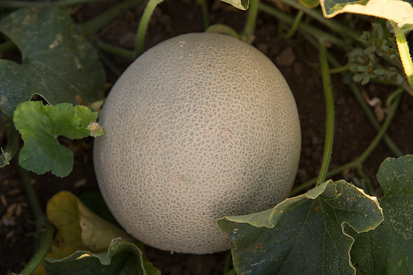 Melon_SV2998MF_CA_0012