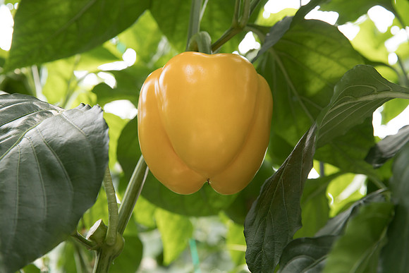 Peppers_DR6138PB_0047