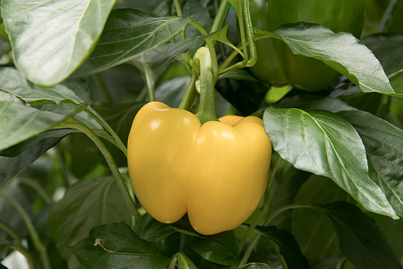 Peppers_DR6138PB_0078