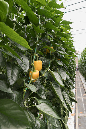 Peppers_DR6138PB_0065