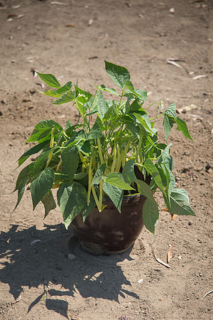 Bean_Custard_CA_0023