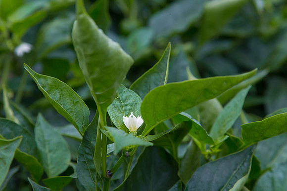 SweetPeppers_SVPS0864_CA_0014