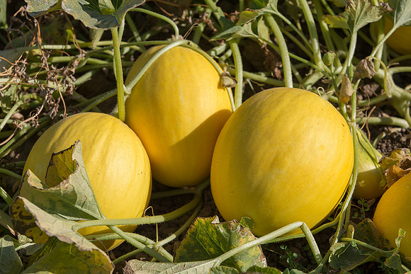 Melon_SV7484MA_CA_0016